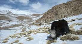 yak